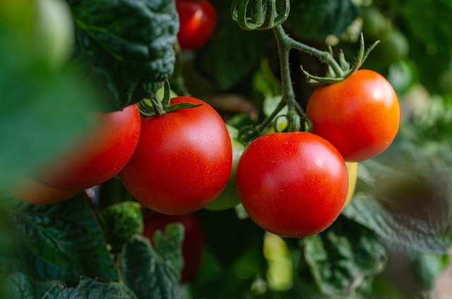 Jak na trh bezpečně dopravit potravinářské produkty